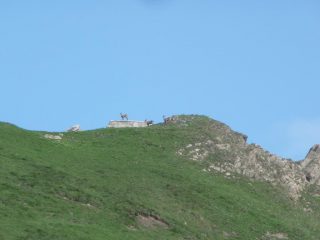 stambecchi al colletto della Balma