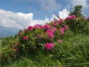 Rododendri