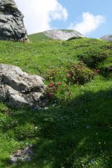 Nel giardino Peyronel (1)