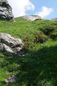 Nel giardino Peyronel (1)