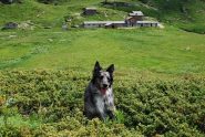 Frank e l’Alpeggio di Mont Forciaz