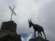 la croce del Robinet