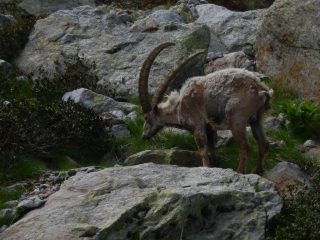 palchi lunghi così si vedono di rado..