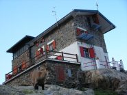 Stambecco e Rifugio Remondino