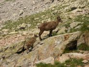 stambecco e cucciolo al rifugio