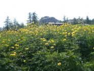Fioriture