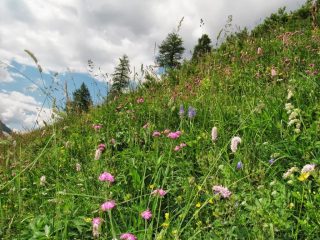 Fioritura: vista d'insieme...