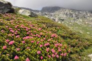06 - fioriture di rododendri nella zona della fontana a quota 2300 (Photo MassimoB)