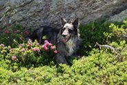 Frank in vetta tra i rododendri