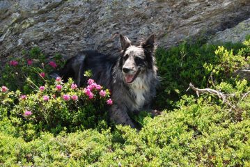 Frank in vetta tra i rododendri