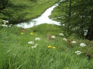 ...di nuovo un pò di verde