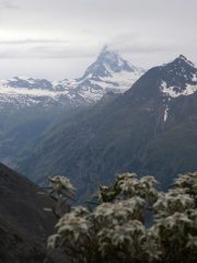 Edelweiss