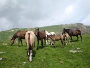 Cavalli al pascolo