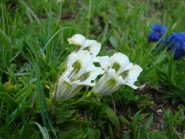 Gentiana 