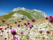 Il Monte Vettore da Forca di Presta