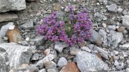 fiori, sempre belli