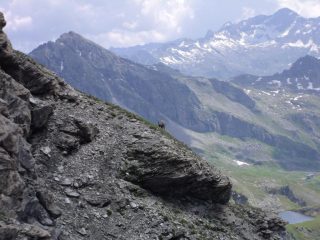 stambecco sulla cresta... verso la Pointe du Lac Long...