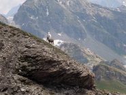 stambecco sull'itinerario