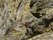 Nostro amico sulla cresta