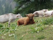 vacca scozzese in villeggiatura alle Grange del Rio