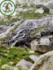 camoscio nei pressi del lago
