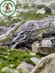 camoscio nei pressi del lago