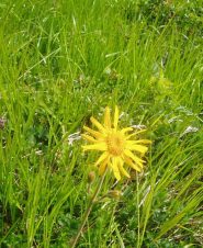 arnica