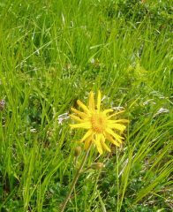 arnica