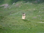 stambecchi ,sembrano veri....