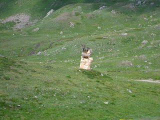 stambecchi ,sembrano veri....