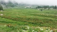 Prateria di montagna