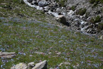 Fioriture nel vallone