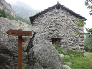 Vaccheria