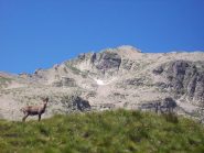 Camoscio sul forte Giaure