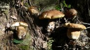 Boletus