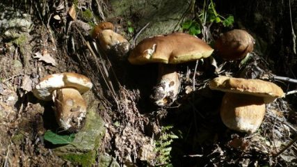 Boletus