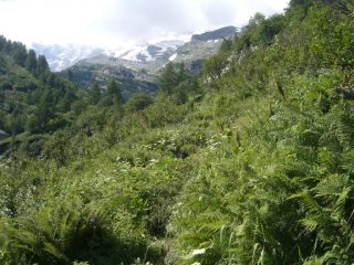 La vegetazione sta prendendo il sopravvento