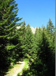 Bivio per i Laghi d'Aver nella bella abetaia