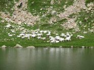 Mucche in riva al lago