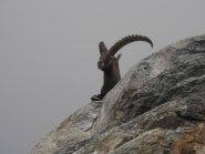 03 - guardiano del ghiacciaio