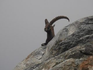 03 - guardiano del ghiacciaio