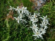 Stelle alpine
