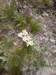 stelle