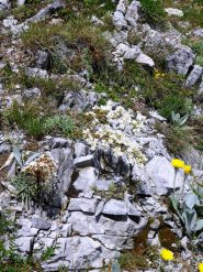 Sassifraga presso il Passo del Diavolo