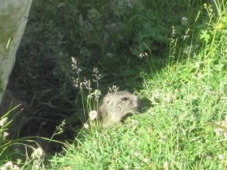 cucciolo di marmotta