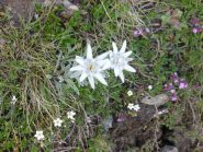 Stelle alpine
