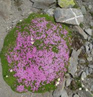 flora
