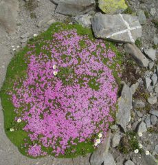 flora