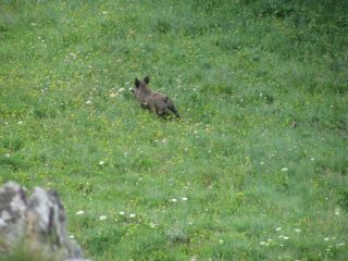 Mamma cinghiale fugge...