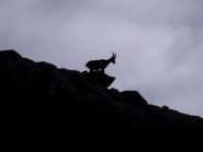 Femmina di stambecco